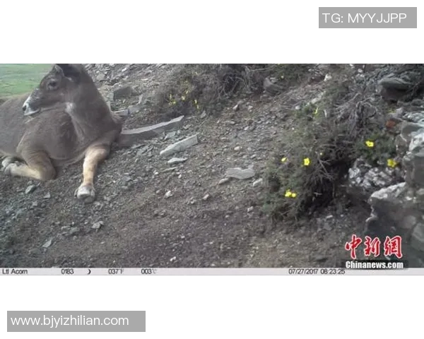 雄鹿栖息地保护与生态平衡:探索自然界中的王者生物群落 雄鹿栖息地保护与生态平衡:探索自然界中的王者生物群落