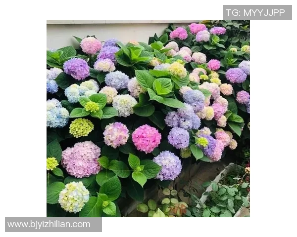 花卉种植技巧与经验分享，打造四季常绿的美丽花园秘诀